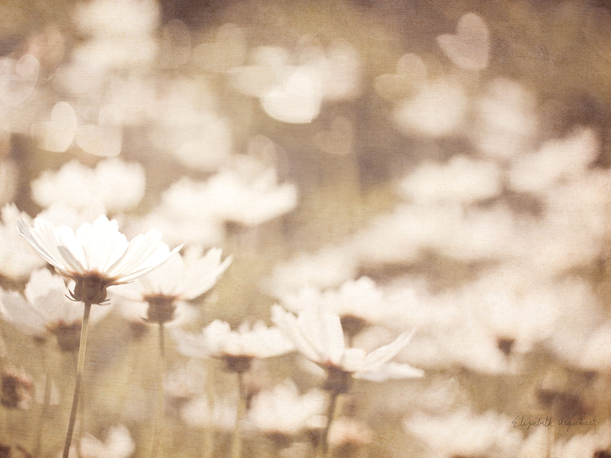Daisies I Neutral