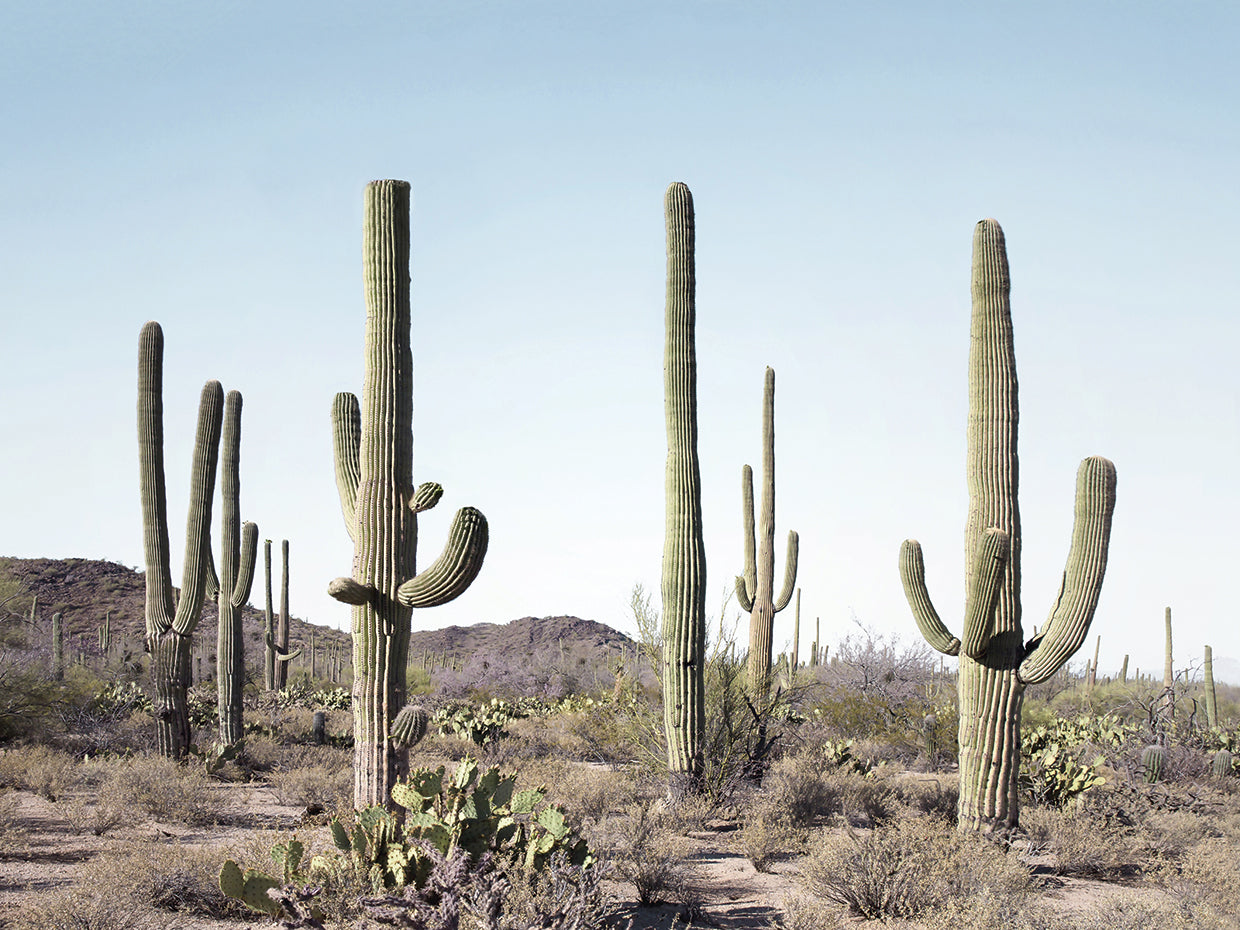 Cactus Land