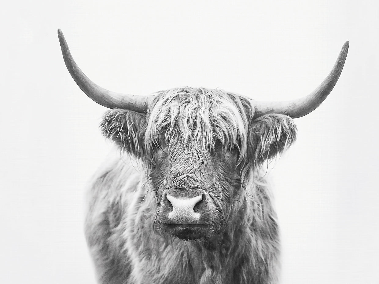 Highland Bull BW