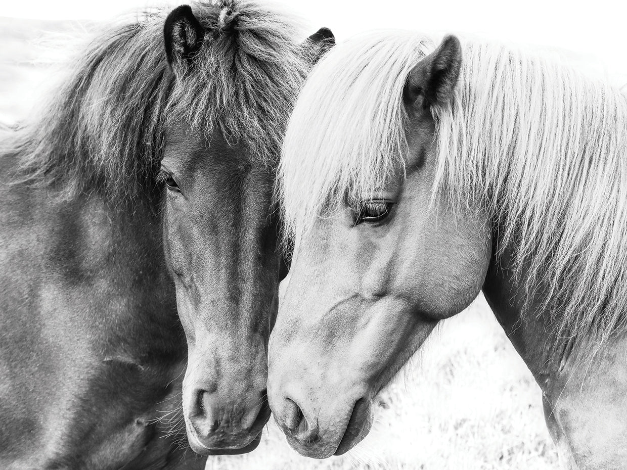 Horse Love