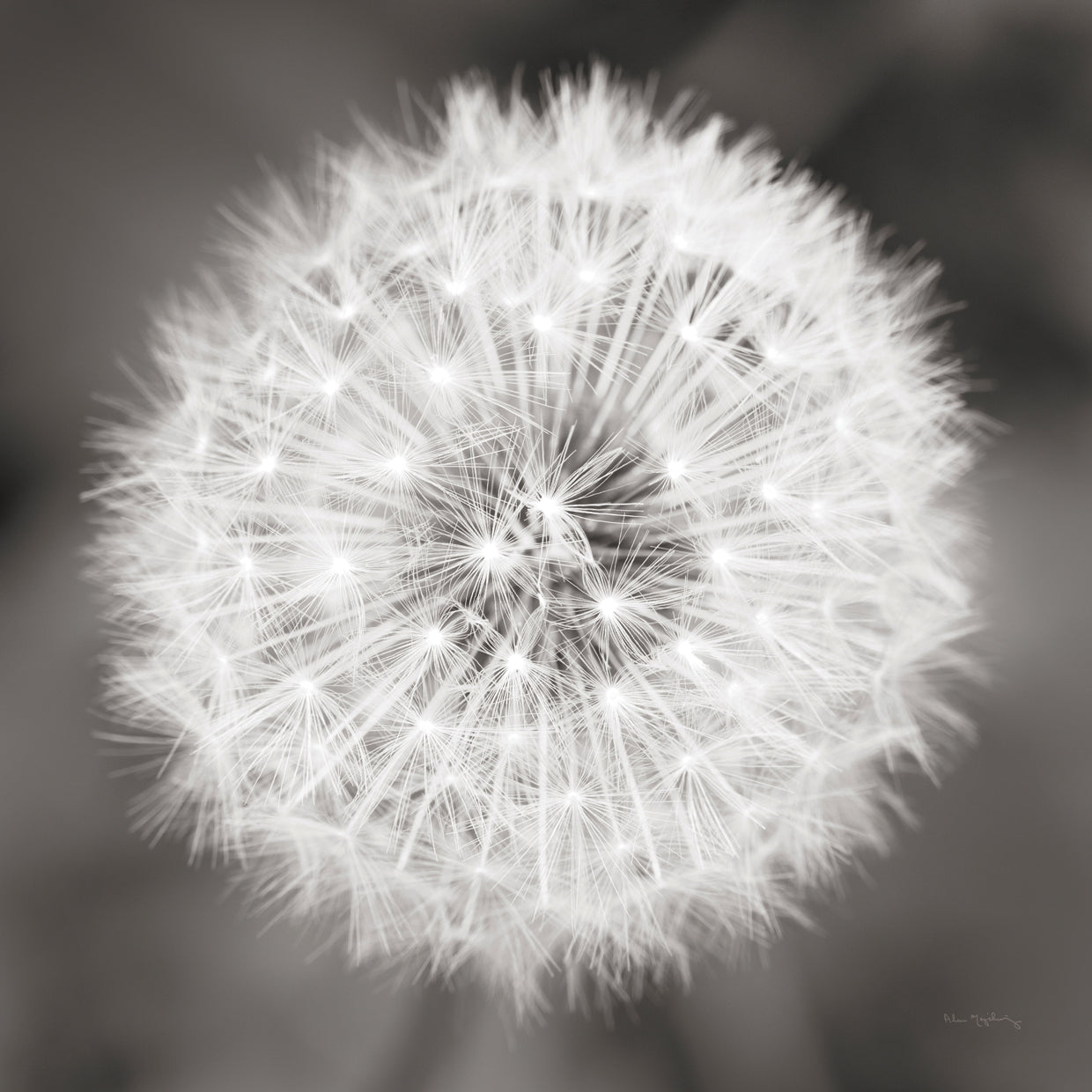 Dandelion Seedhead