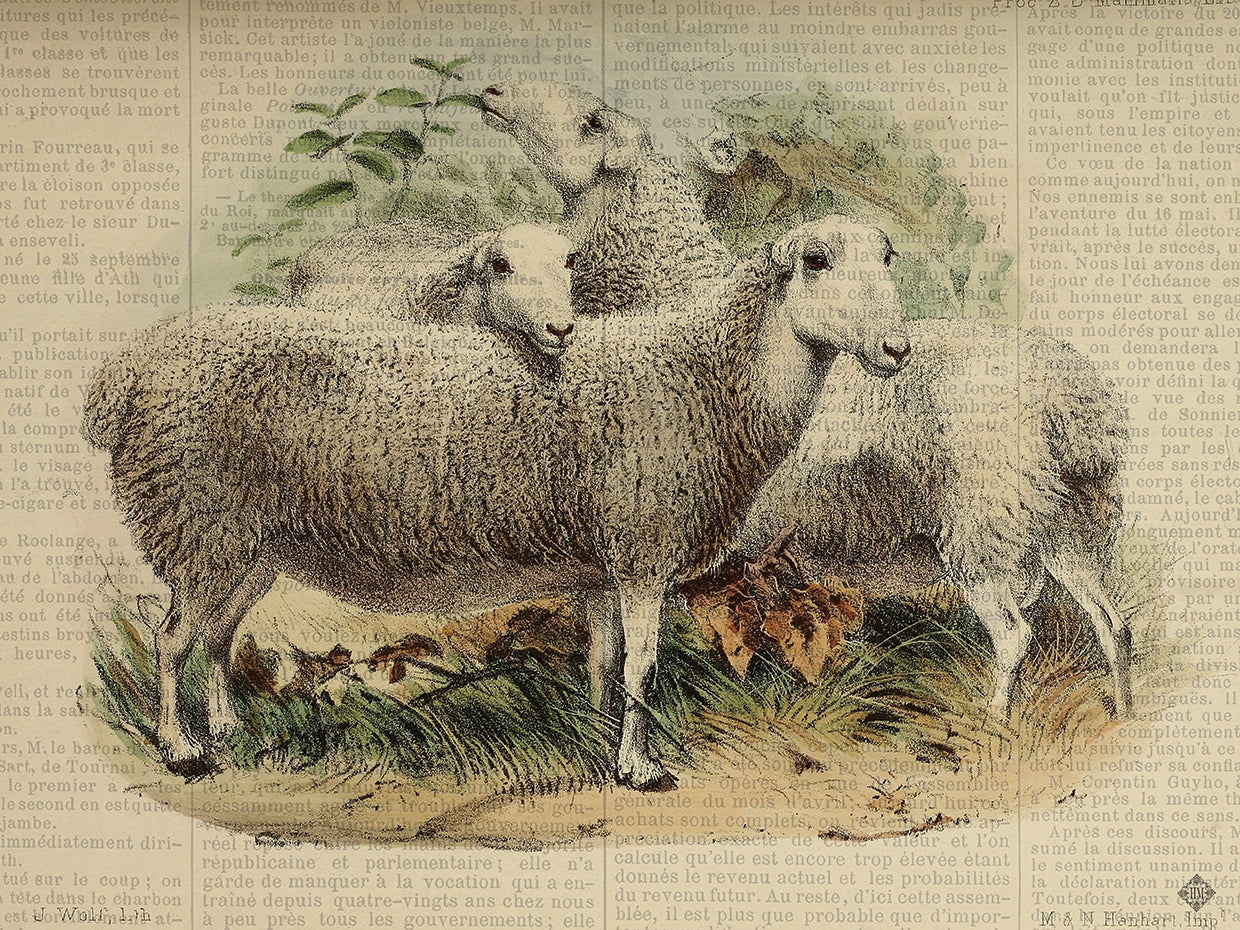 Fall On The Farm Sheep