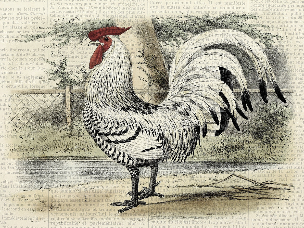 Fall On The Farm Rooster