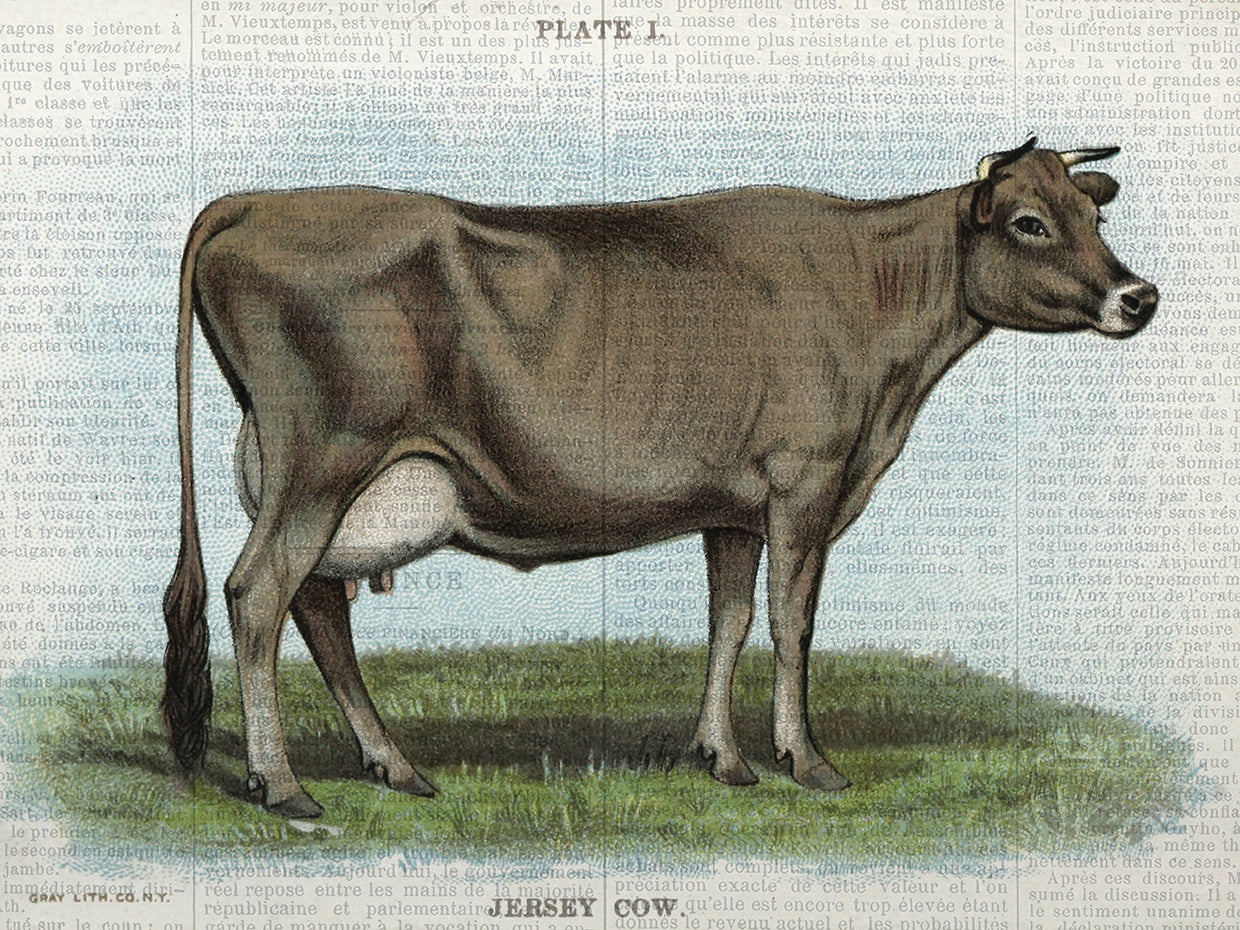 Fall On The Farm Jersey Cow