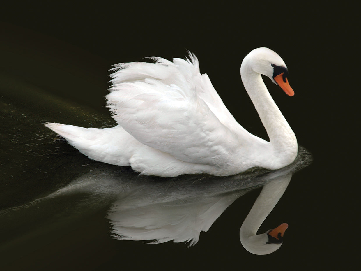 Swan 1