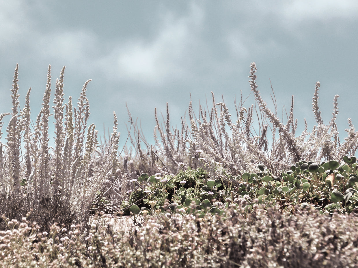Beach Sage in Silver