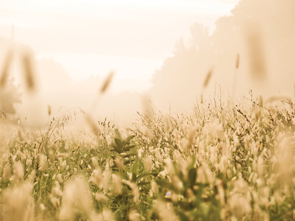 Warm Misty Morning I