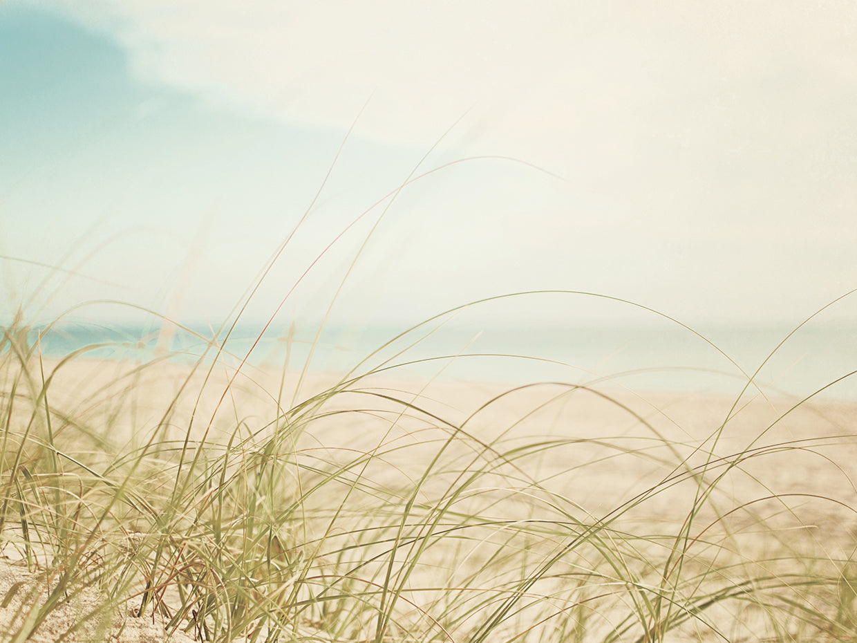 Beach Grass V Light