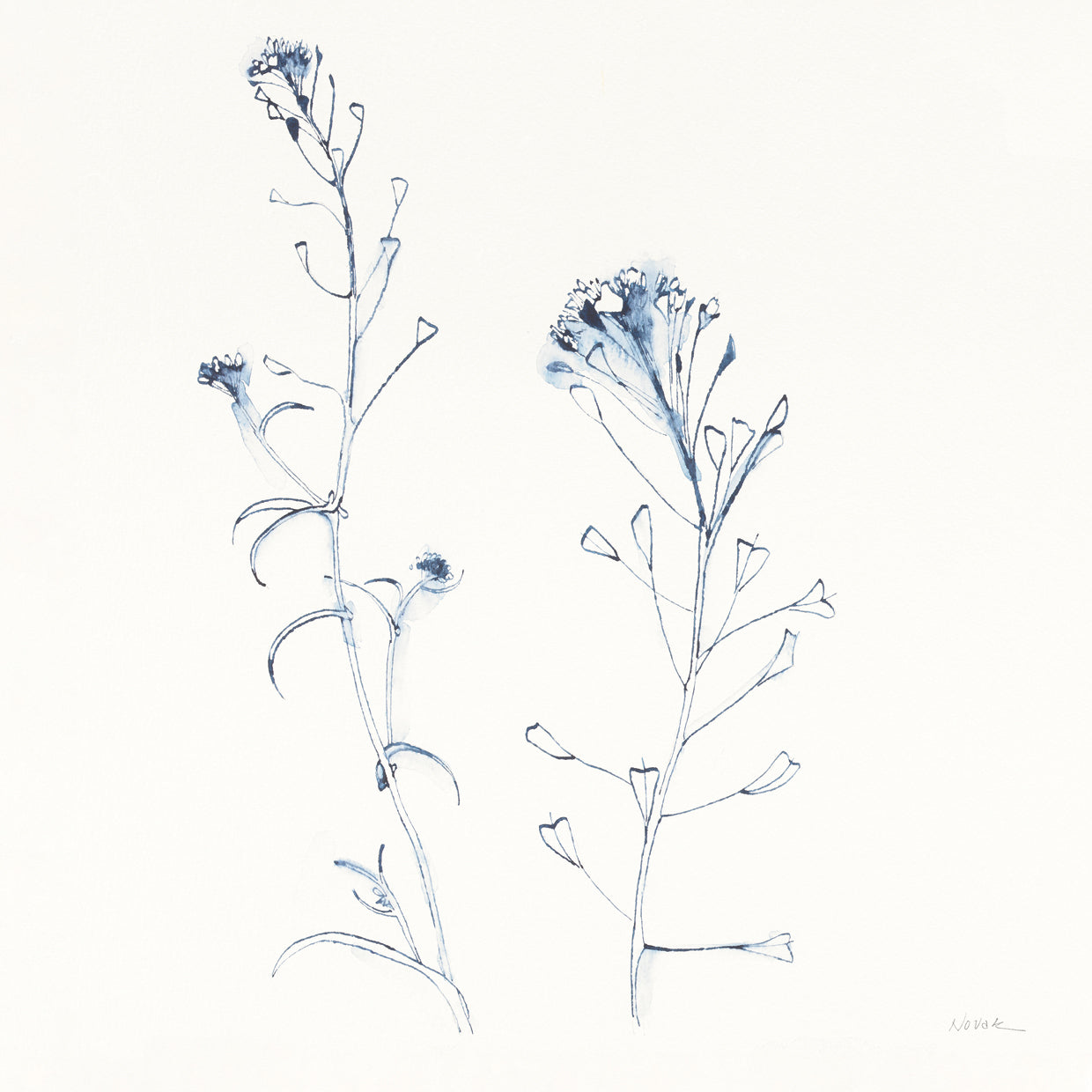 Shepherds Purse Stems II Blue