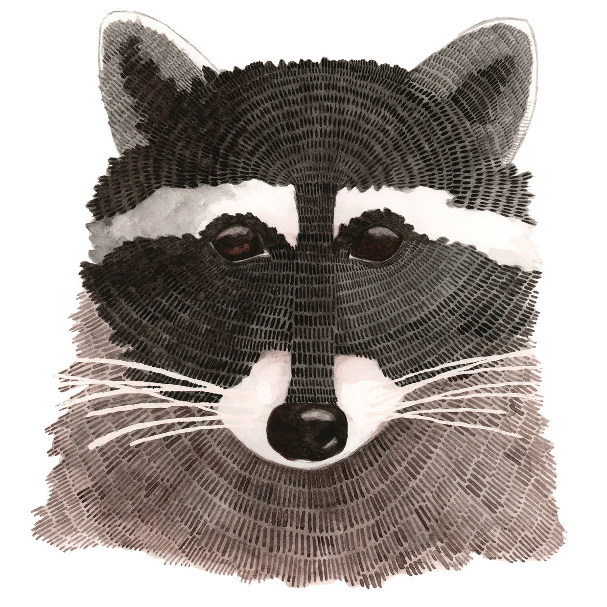 Raccoon