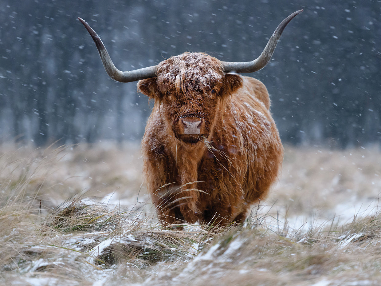 Guijt - Snowy Highland Cow