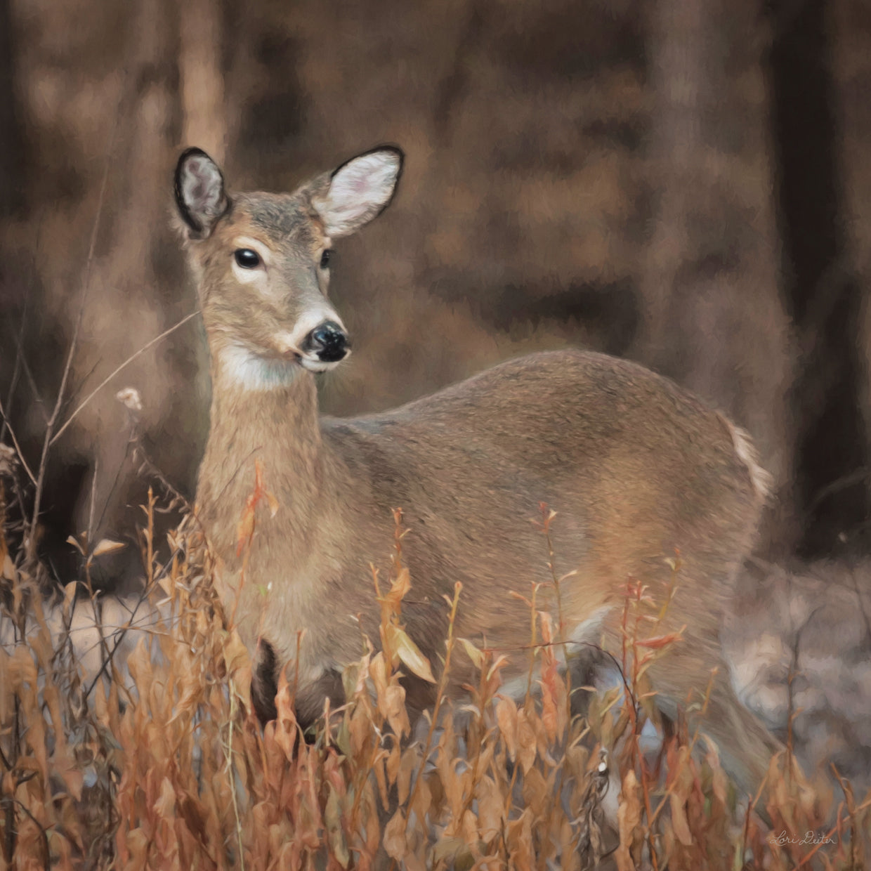 Whitetail Deer