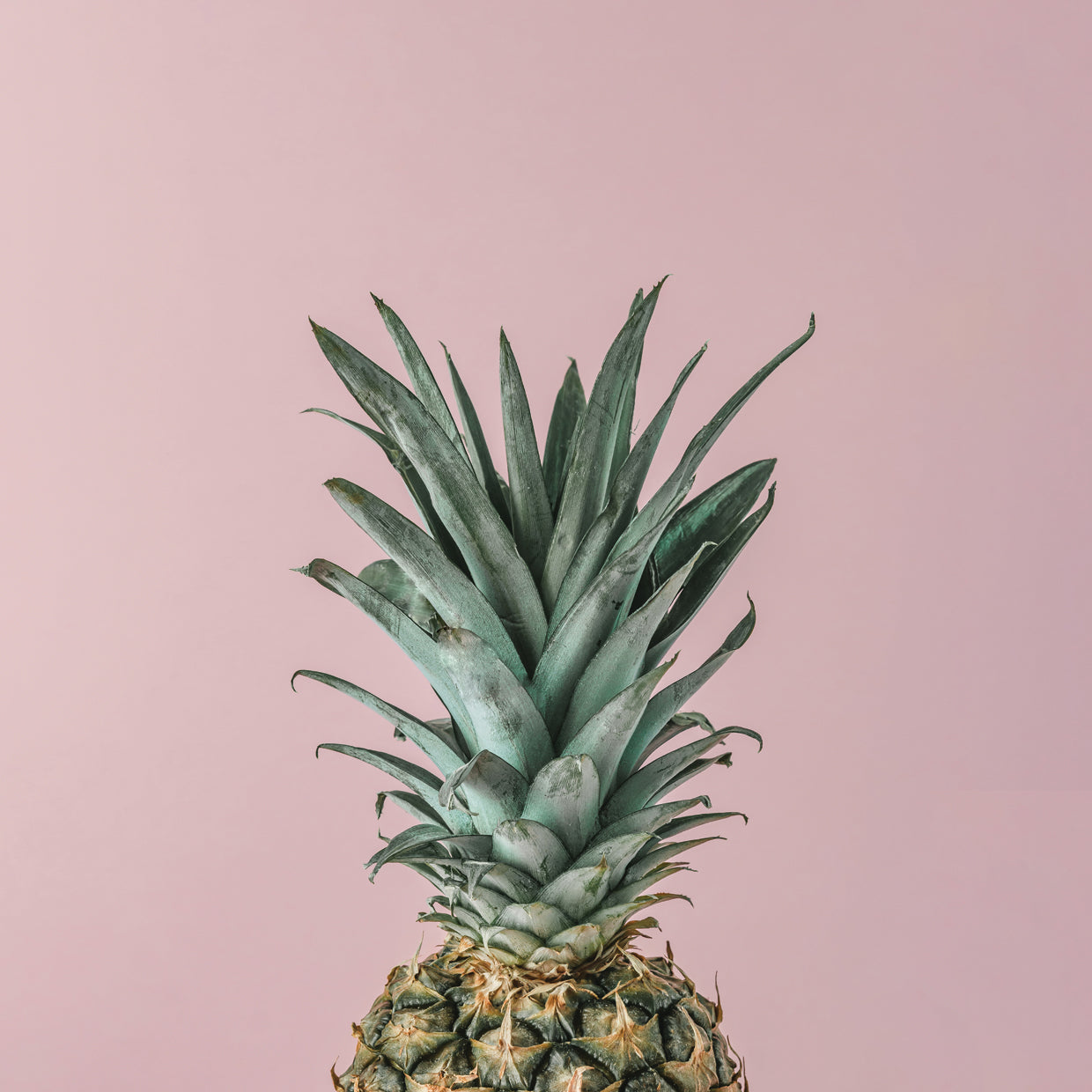 Pineapple on Pink Pastel