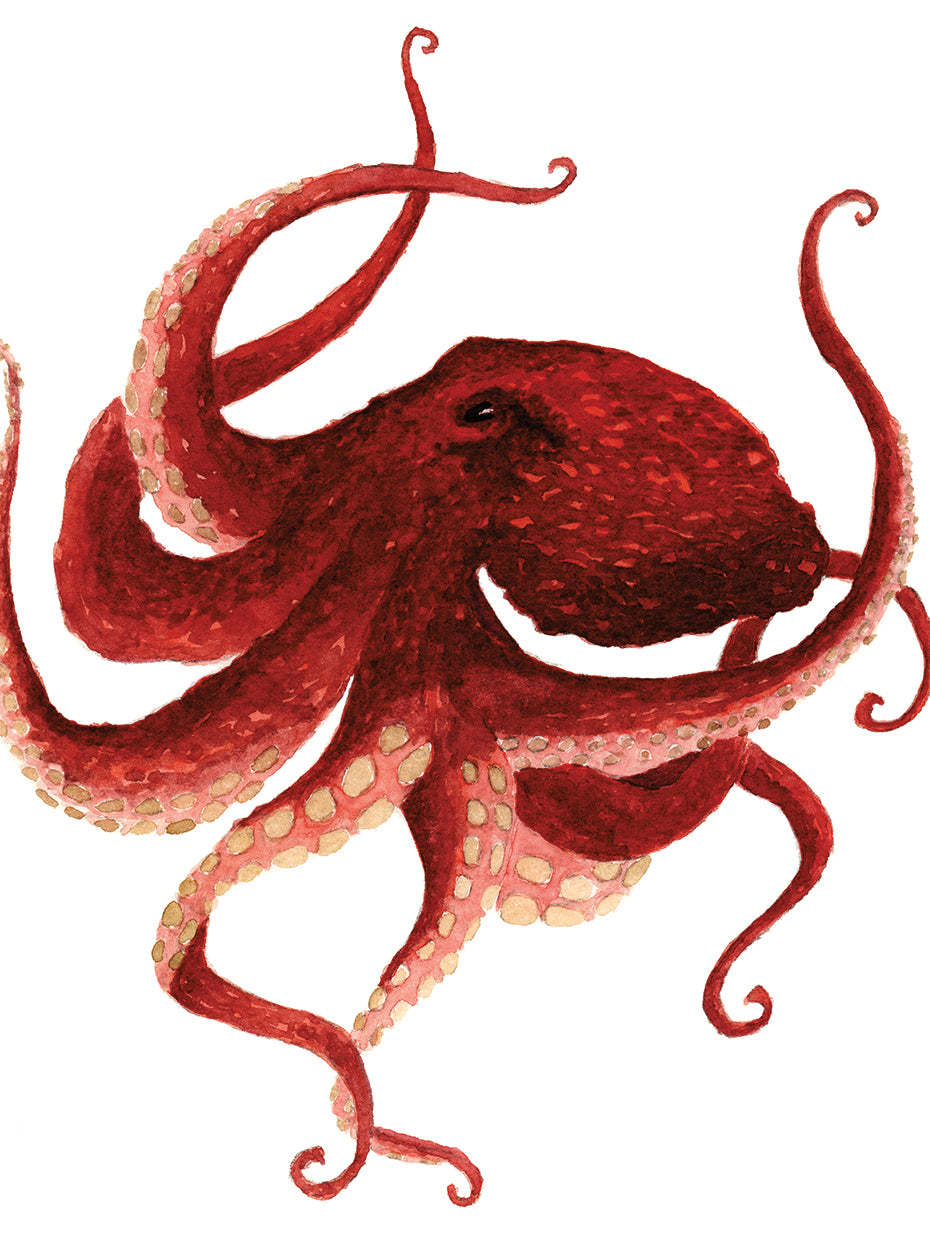 Giant Pacific Octopus - Red
