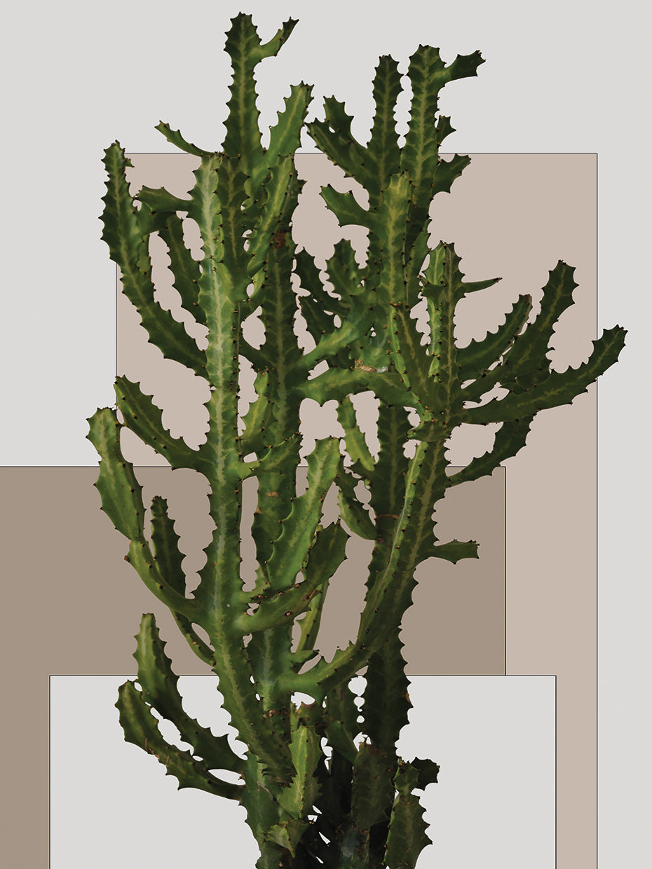 Bloque Cactus Biege I Lienzo