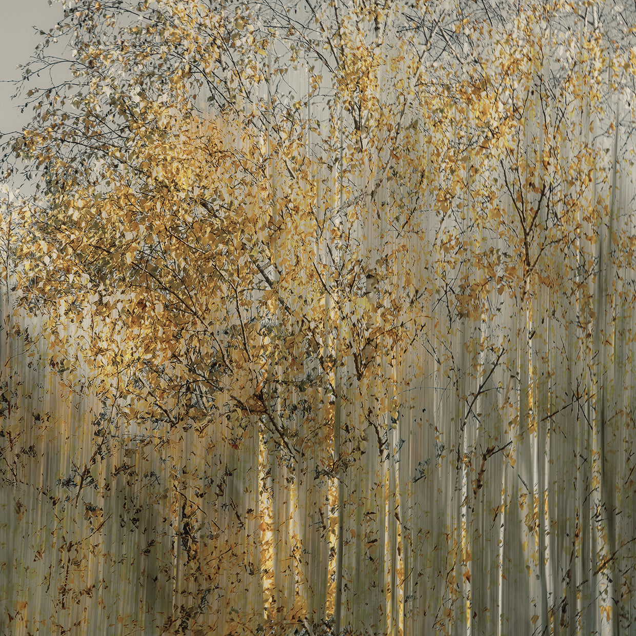 Talen - Birch Impression