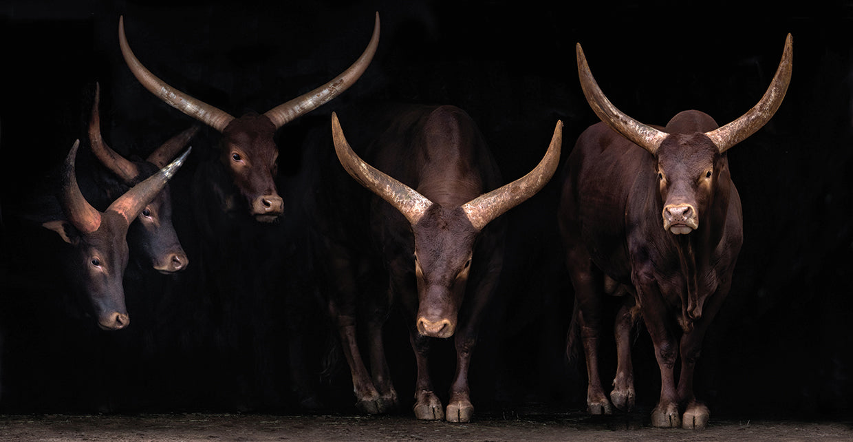 Ortega - Watusi family