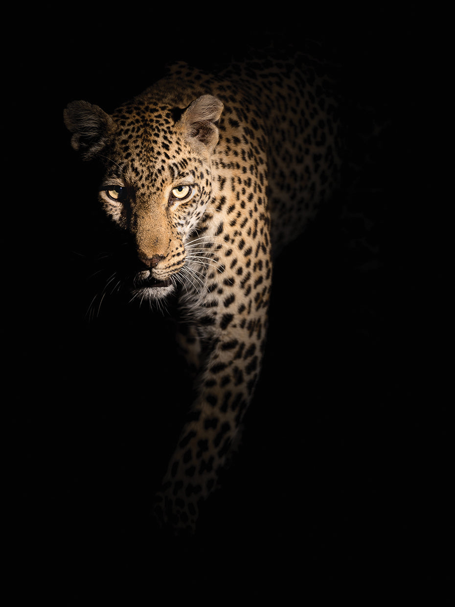 Guijt - Out of the darkness