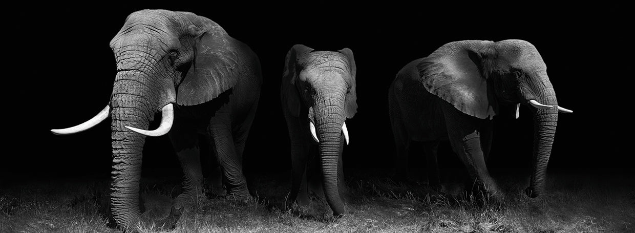 WildPhotoArt - Out of the Darkness