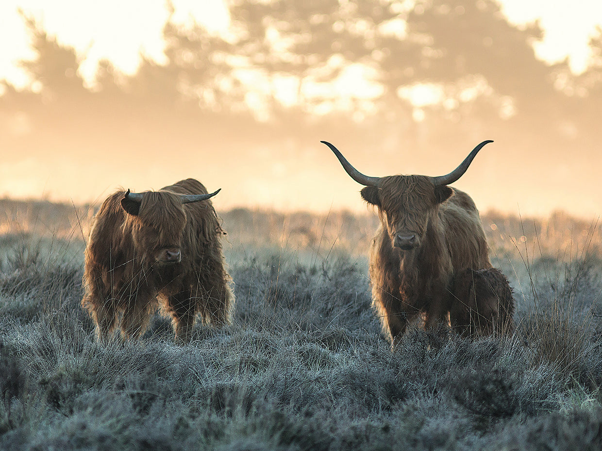 Van Den - Three Highlanders