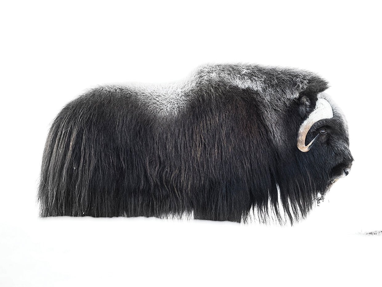 Marchegiani - Muskox