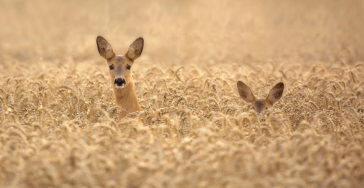 Wallberg - Mother with child