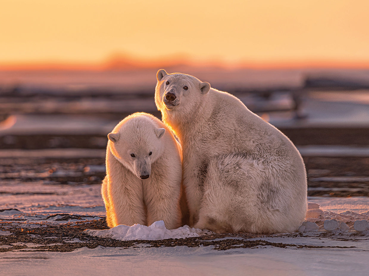 Wang - Polar Bears at sunset