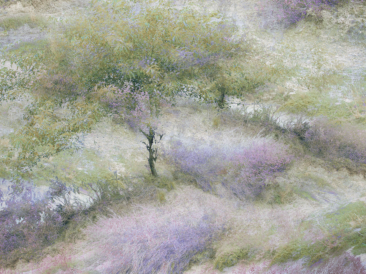 Talen - Flowering heather