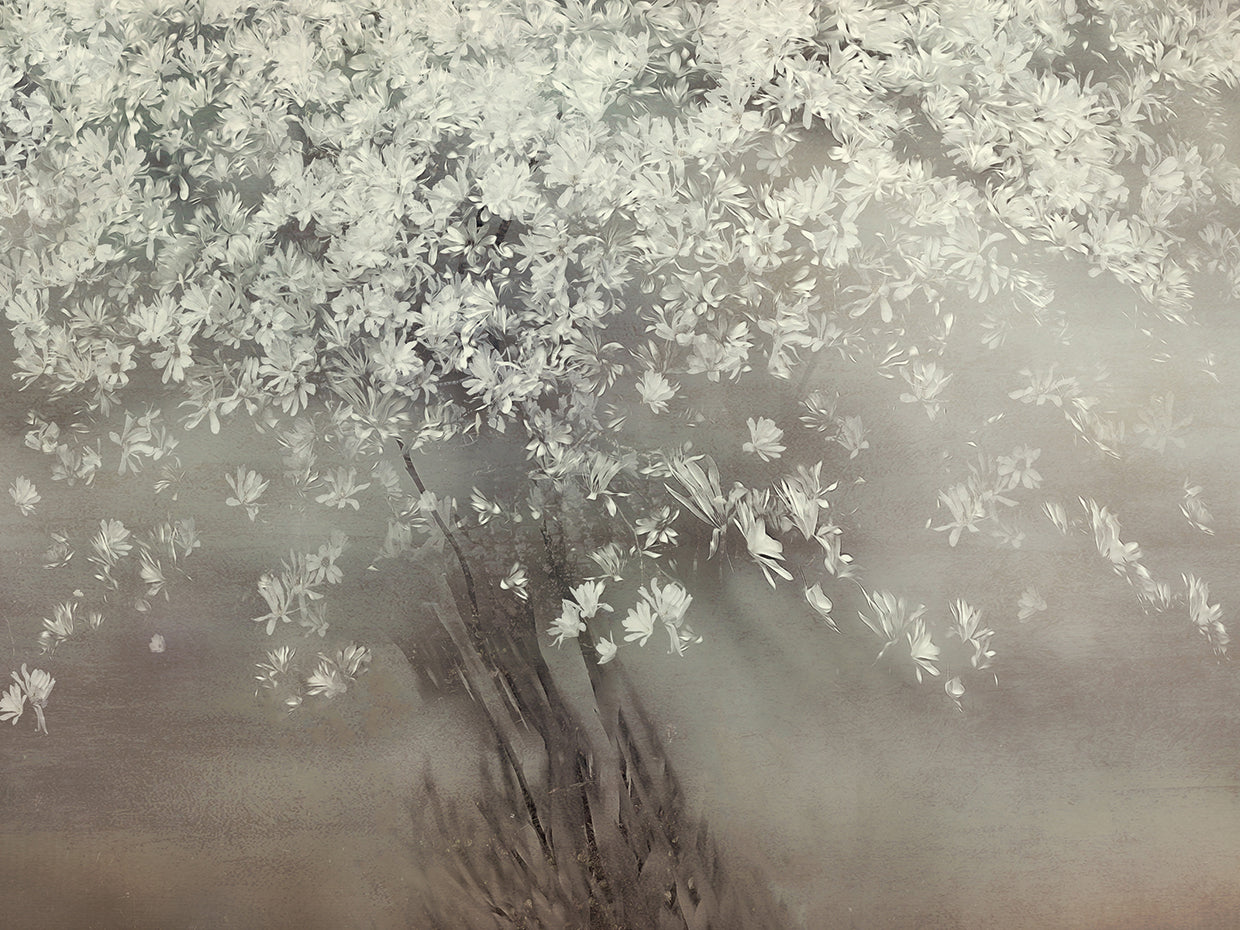 Talen - Stars of spring