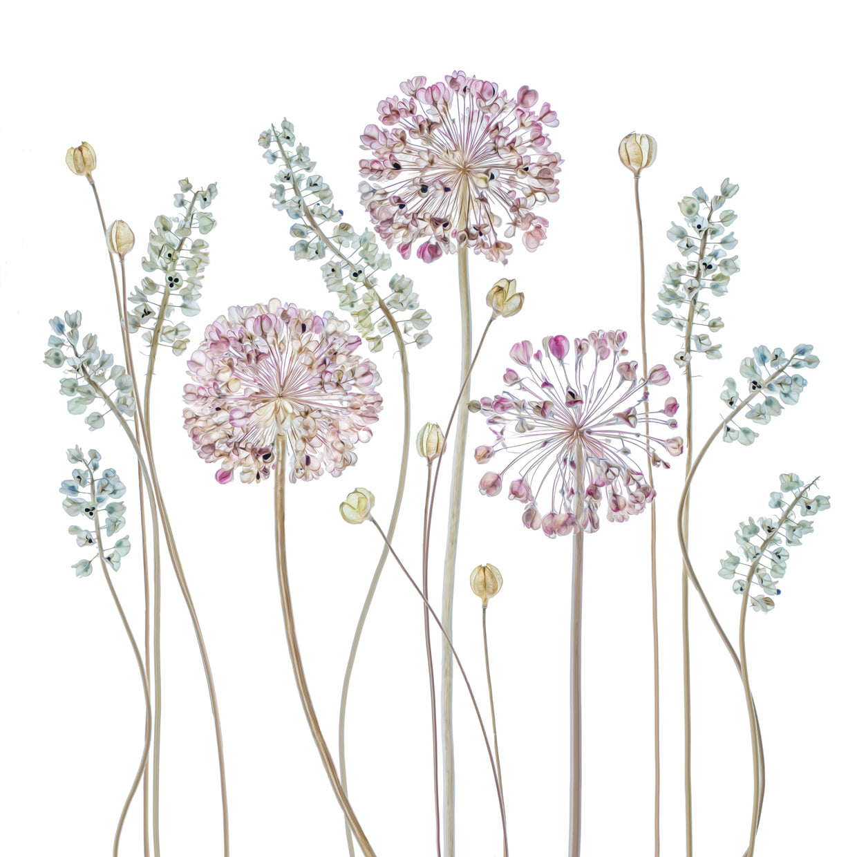 Disher - Allium
