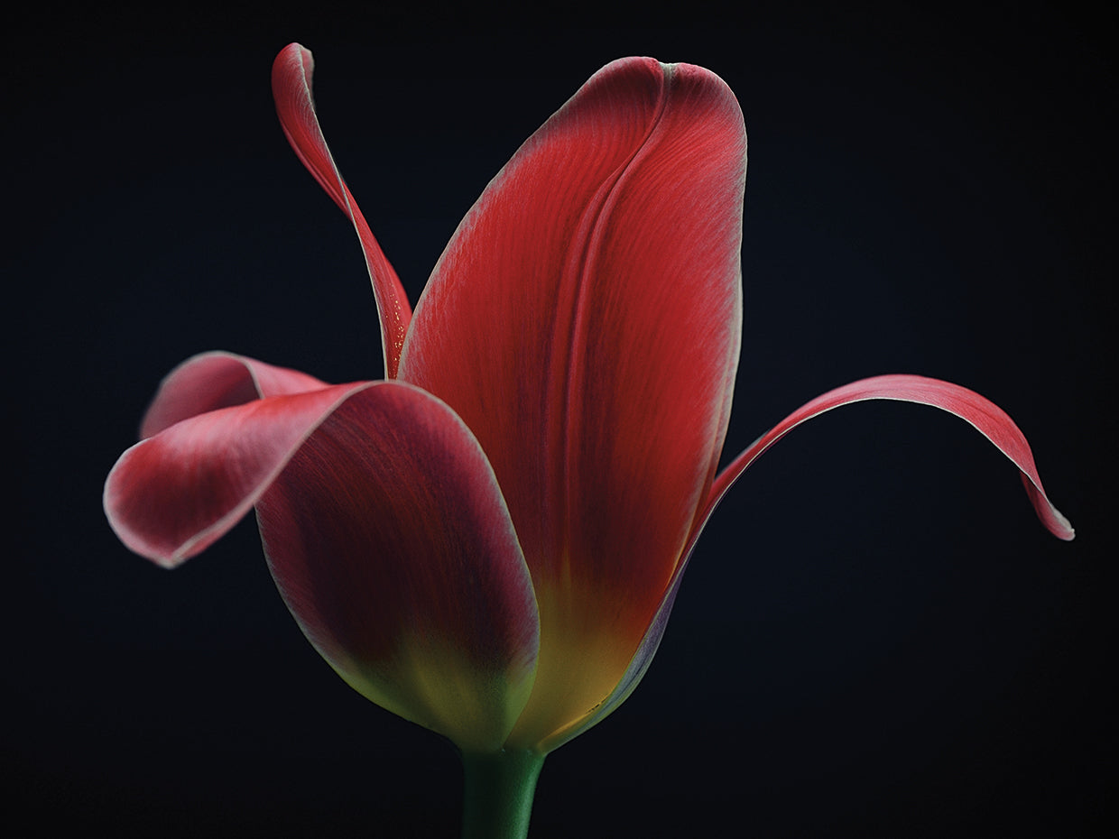 Gronkjar - First Tulip