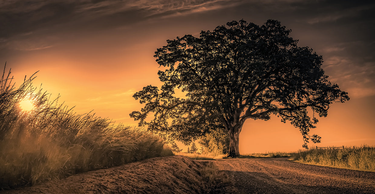 Grand Tree at Sunrise