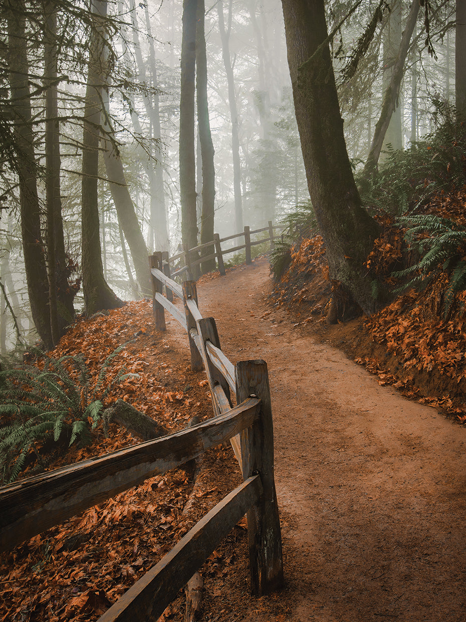 Winding Through the Mist