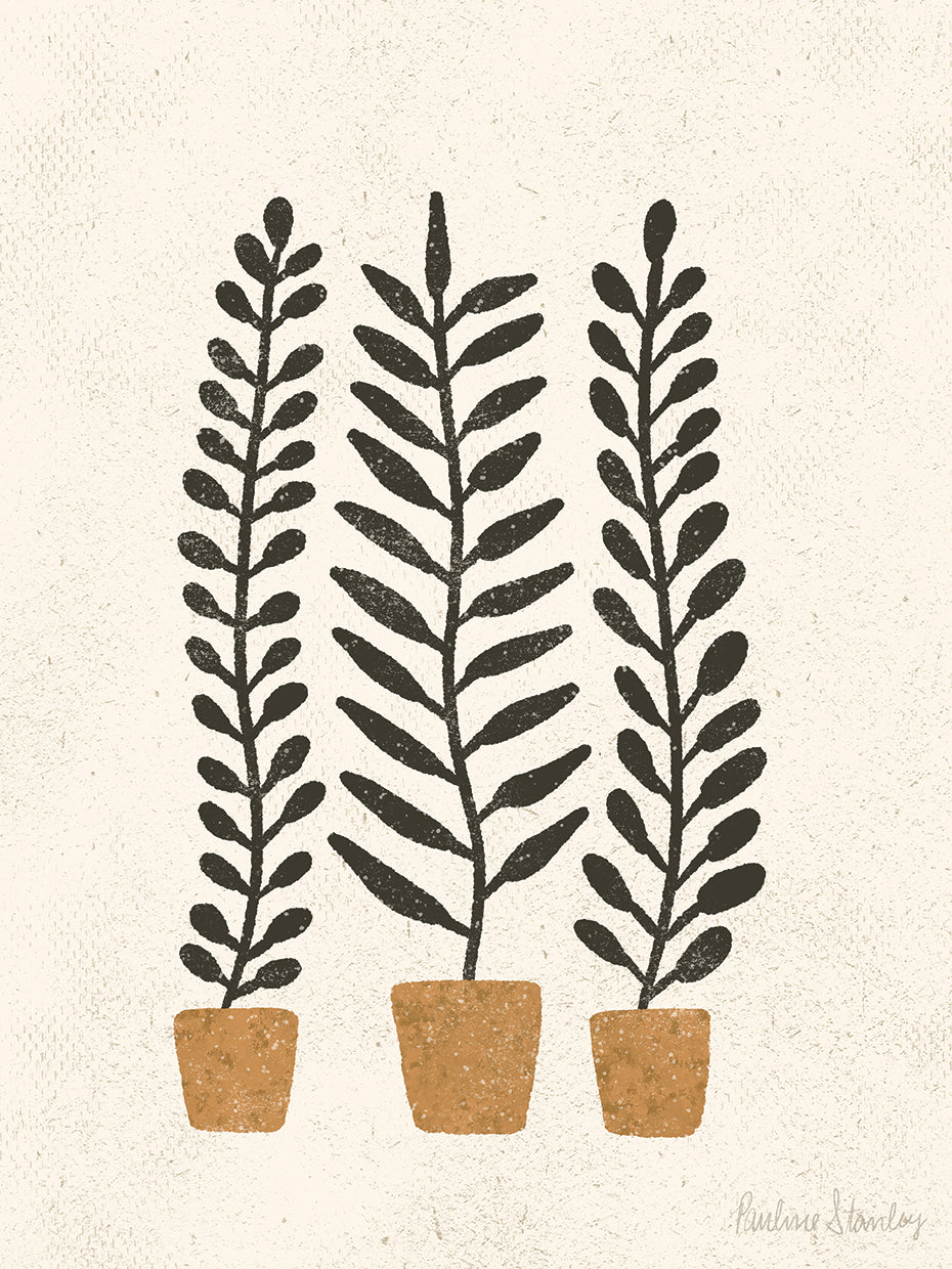 Potted Ferns Terracotta Black