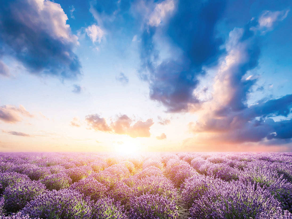 Lavendar Fields I