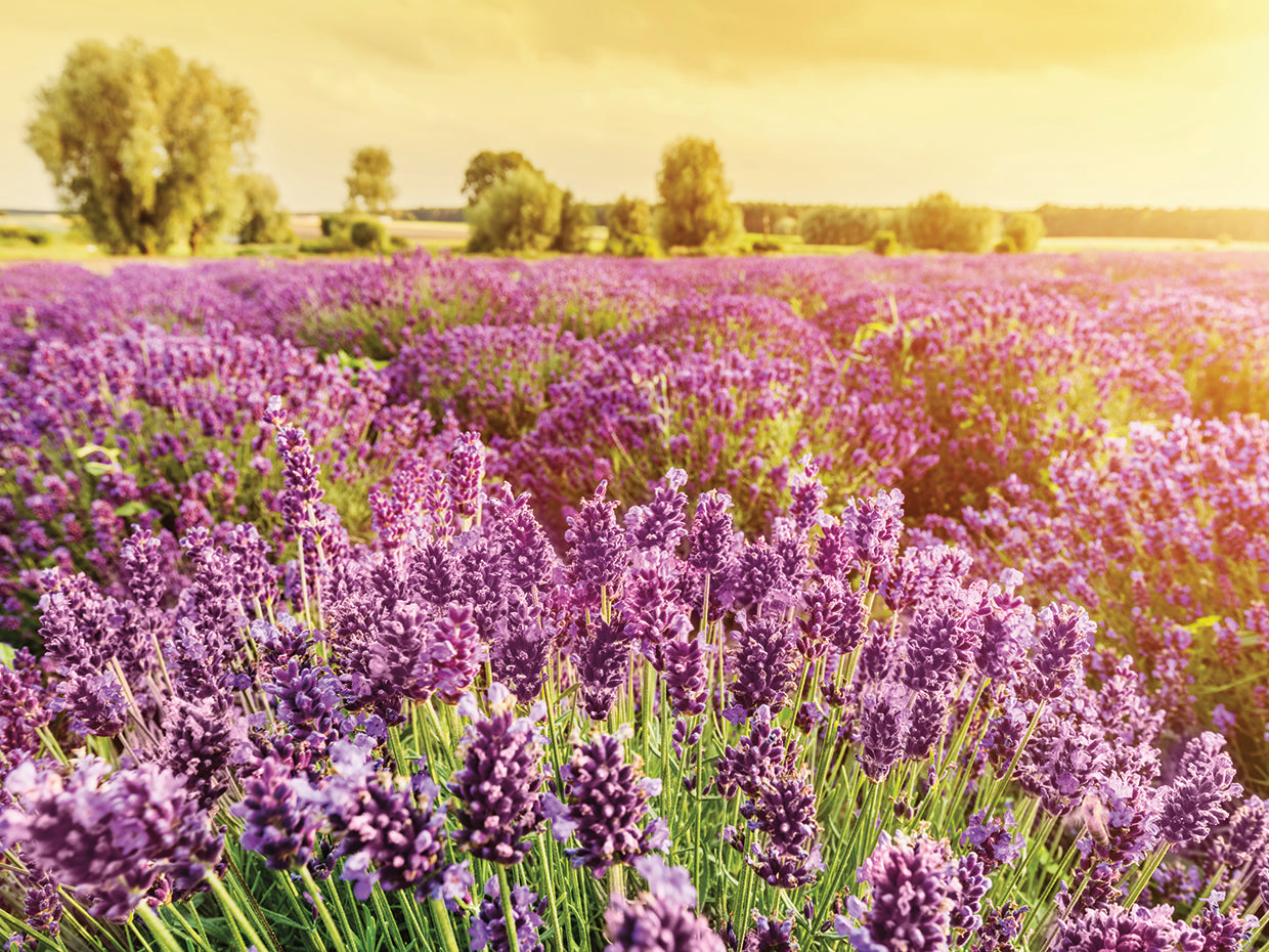 Campos de lavanda II Lienzo