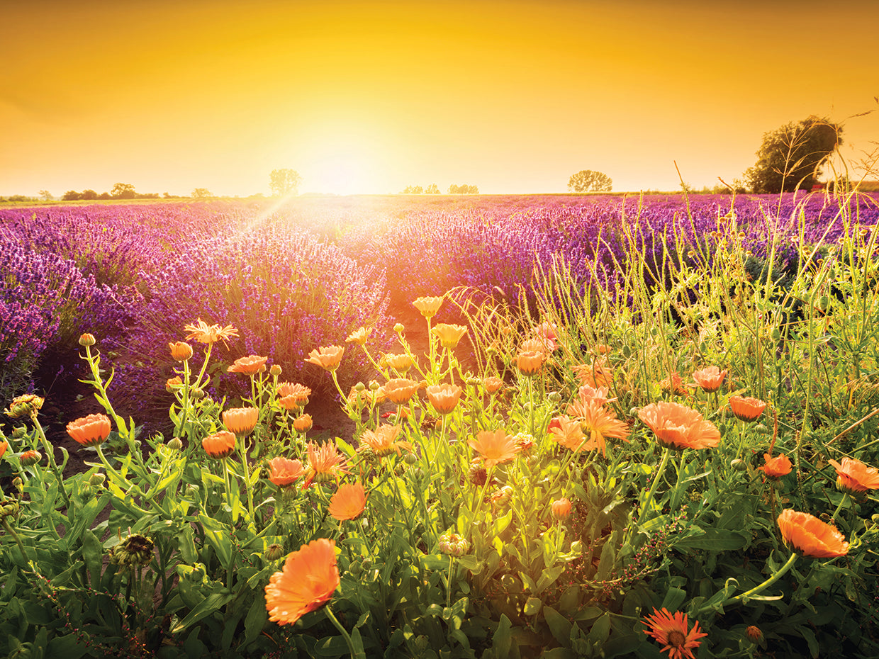 Campos de lavanda III Lienzo
