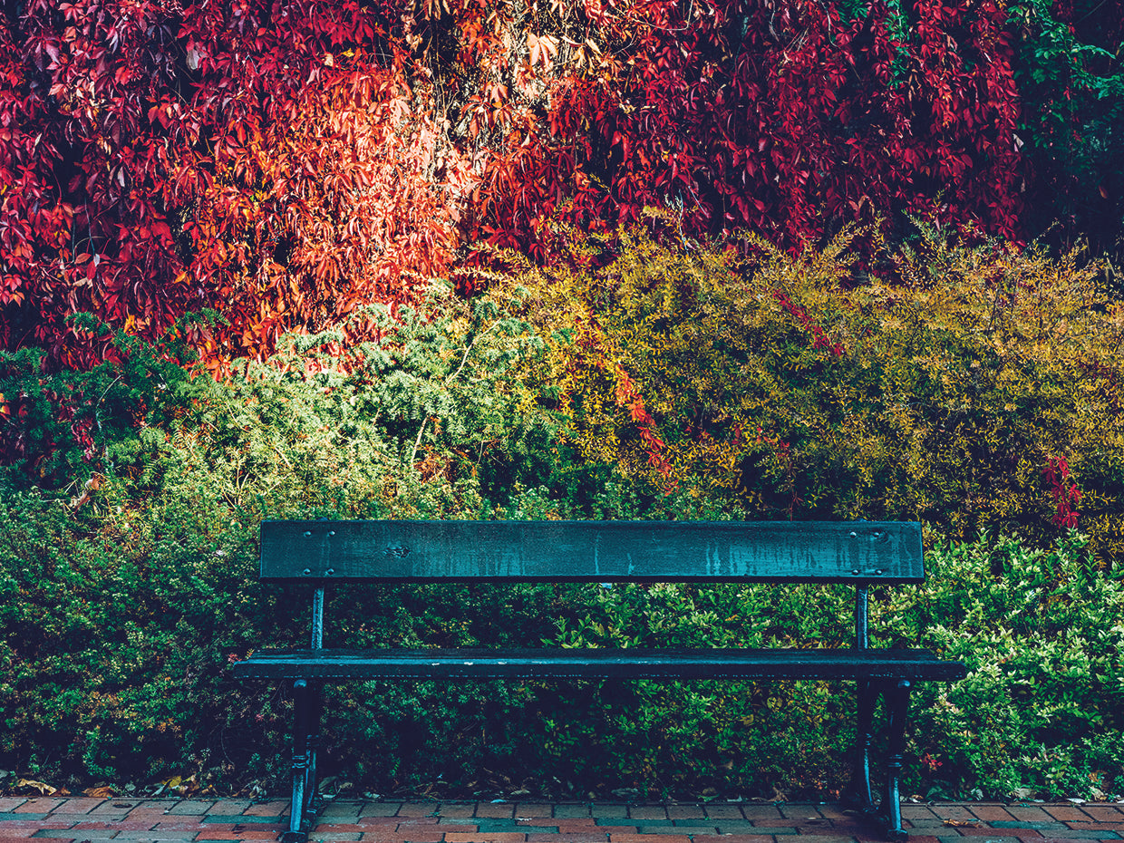 Banco de parque de otoño Lienzo