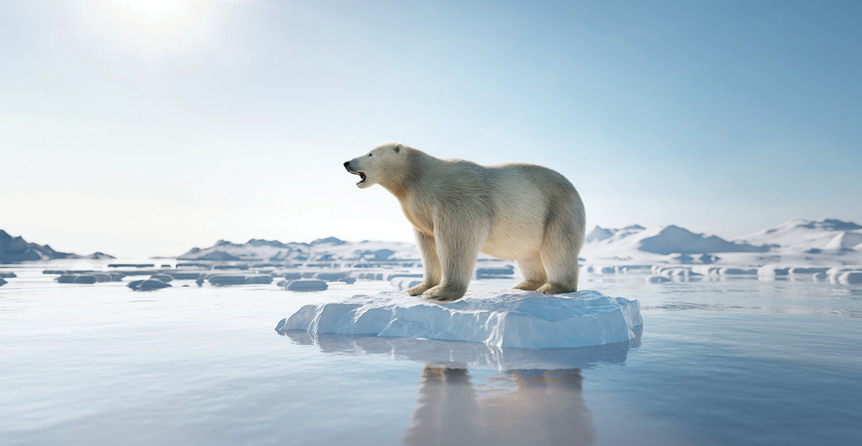 Oso polar i Lienzo