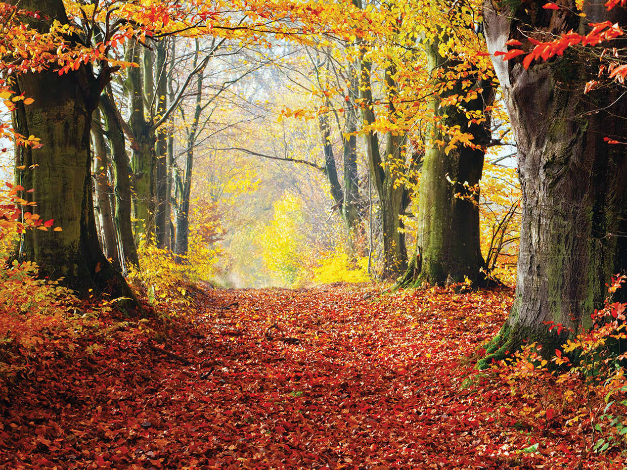 Otoño Lienzo