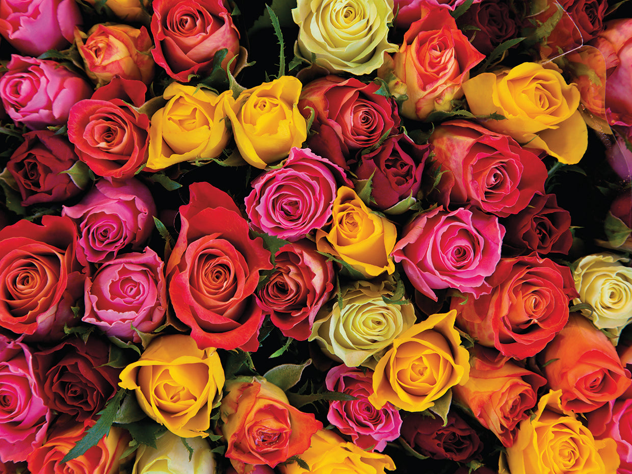 Rosas Lienzo