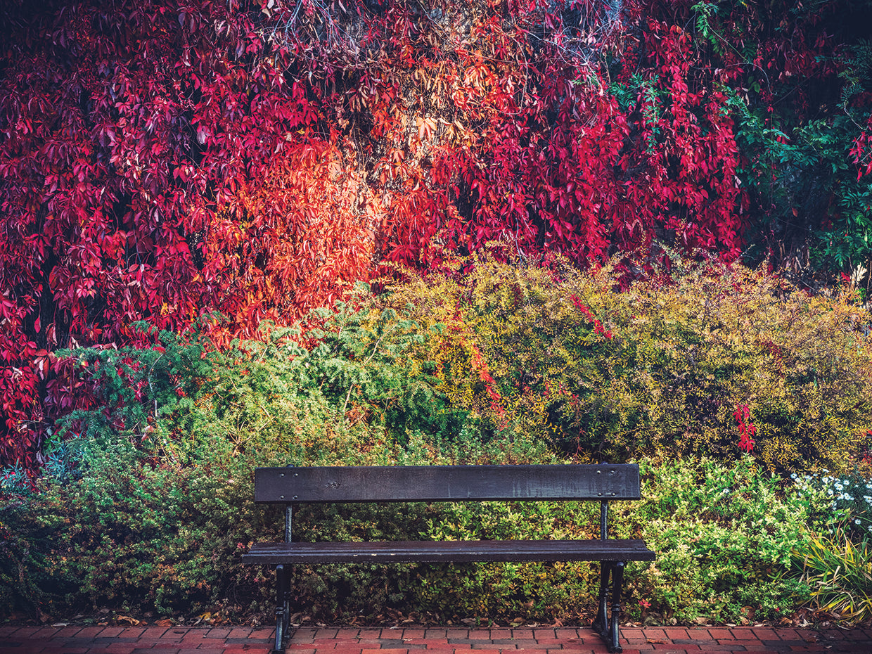 Otoño Lienzo