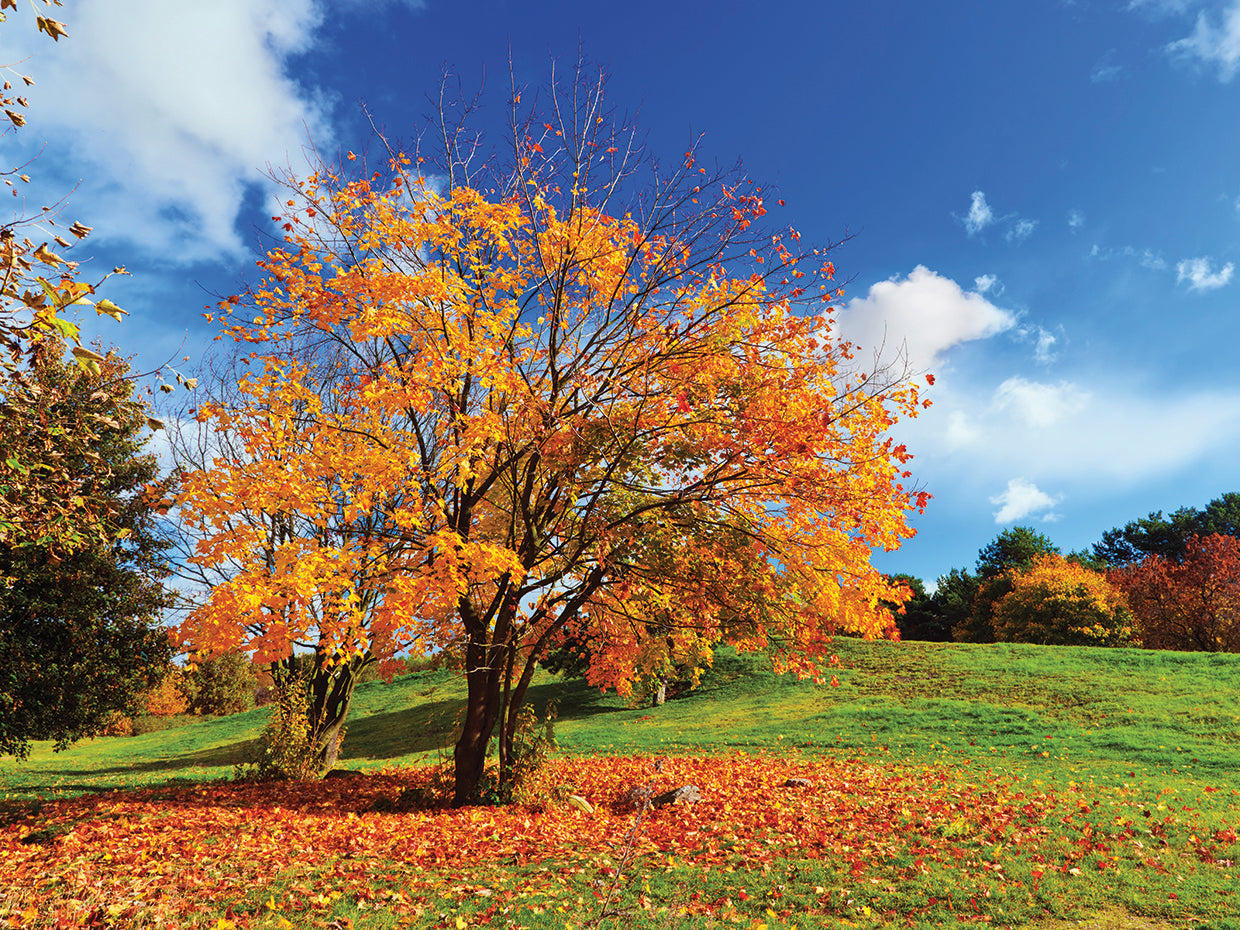 Otoño III Lienzo