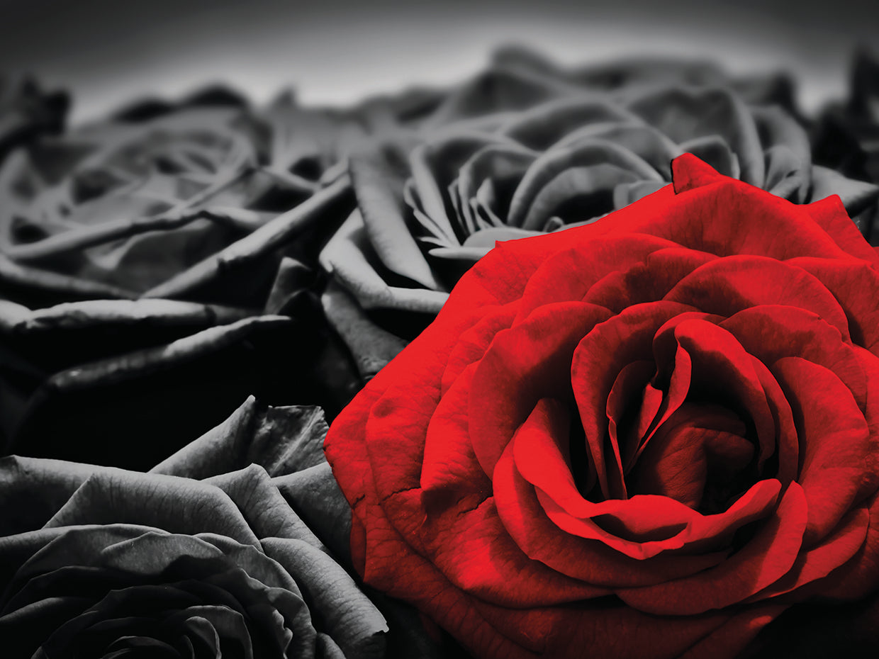 Rosa roja Lienzo