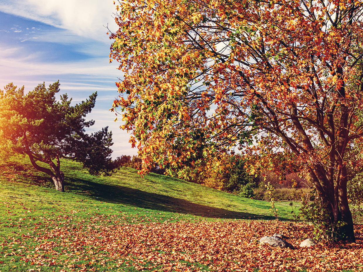 Autumn Trees