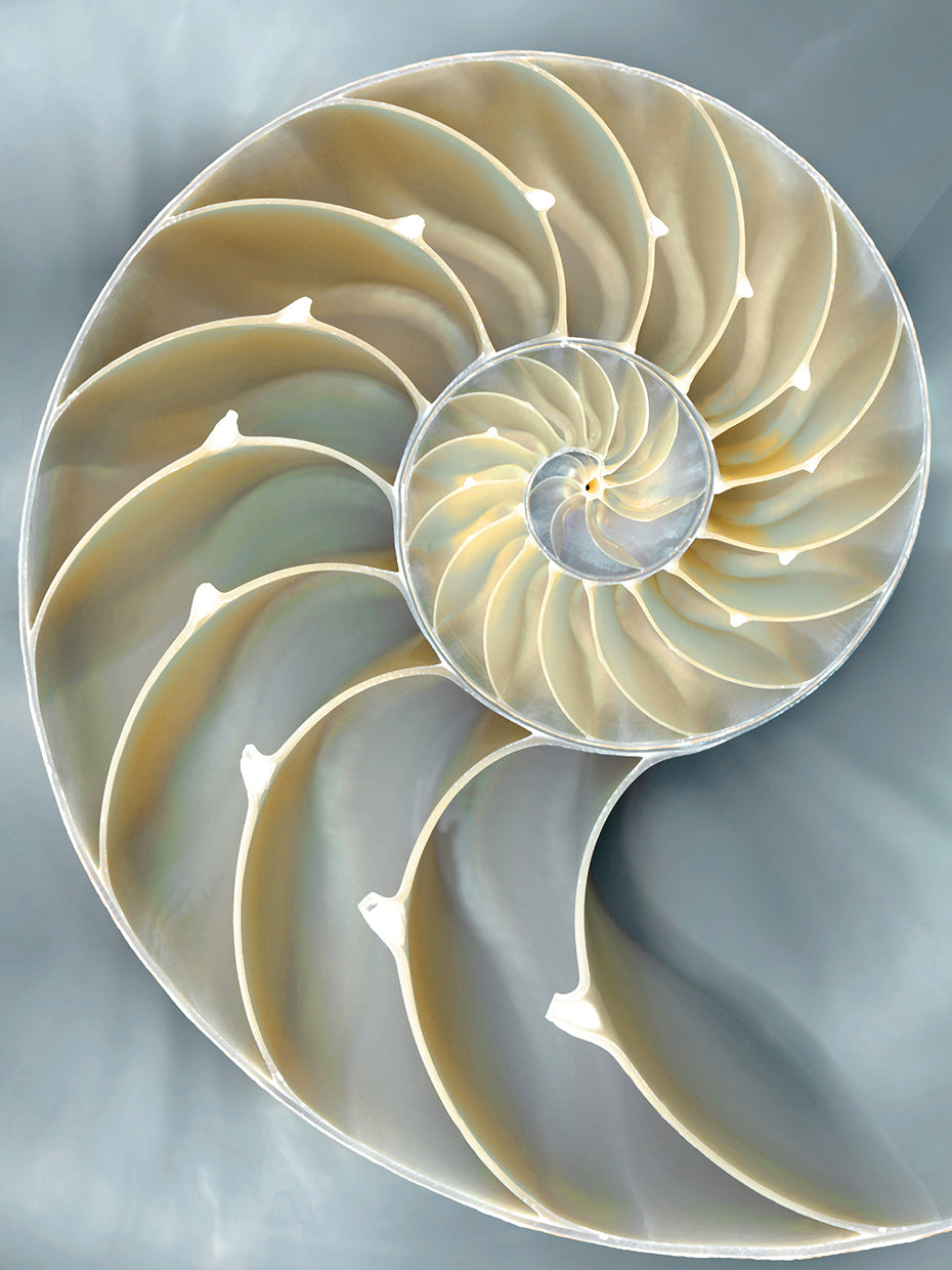 Nautilus in Blue I
