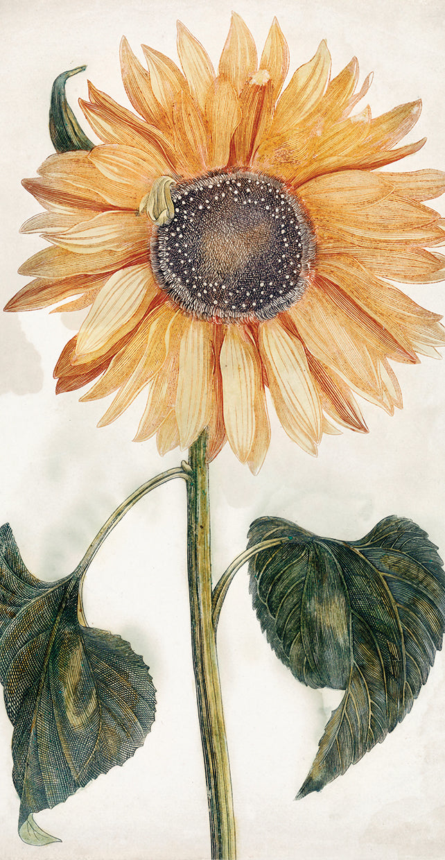 Sunflower (1688-1698)