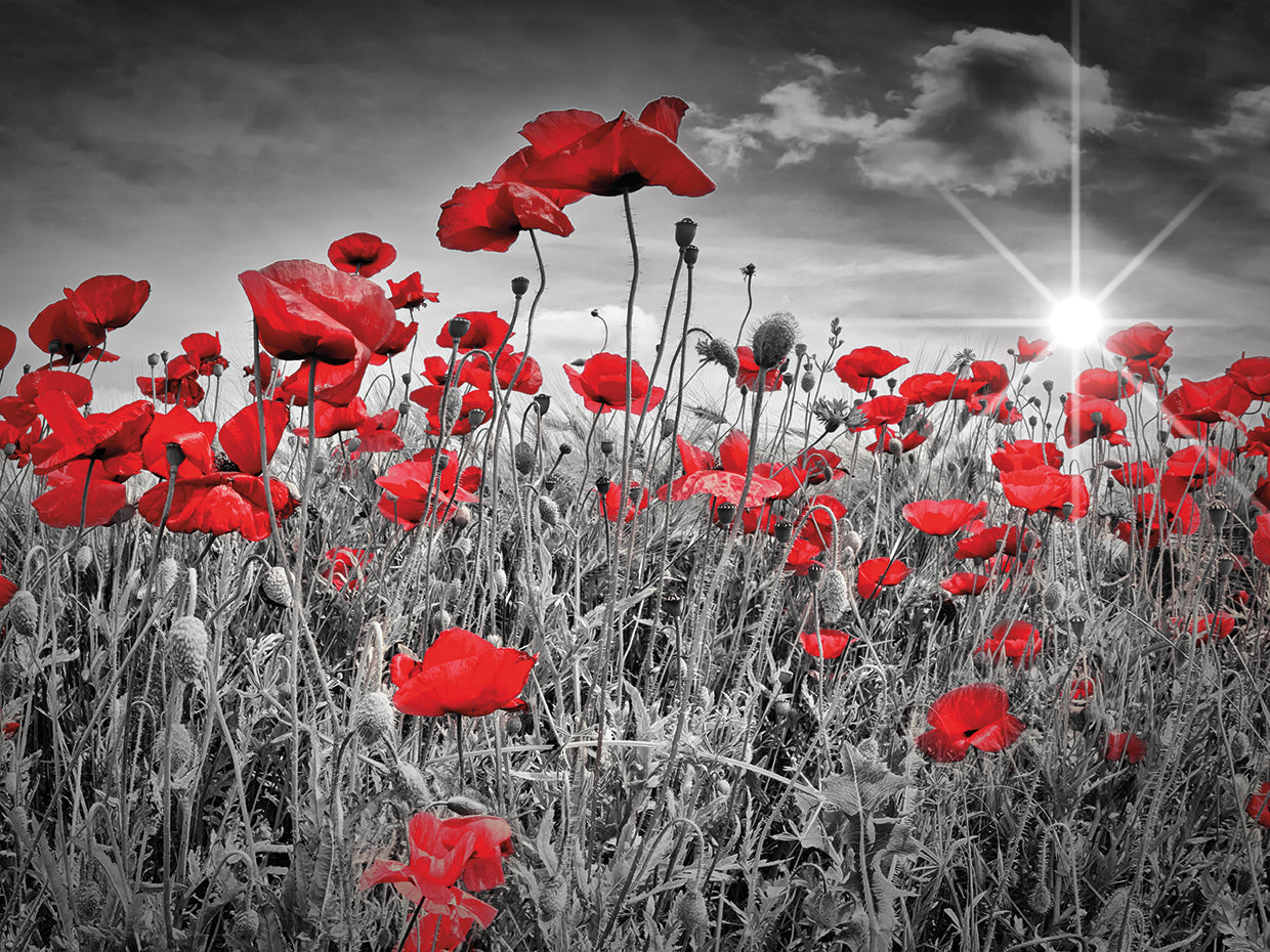 Idyllic Field of Poppies with Sun