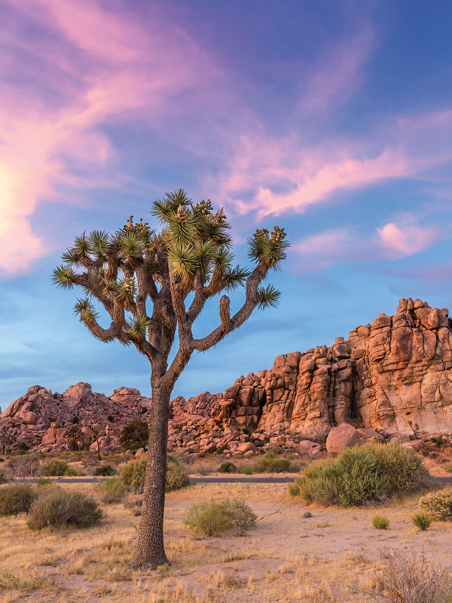 Joshua Tree Evening Atmosphere