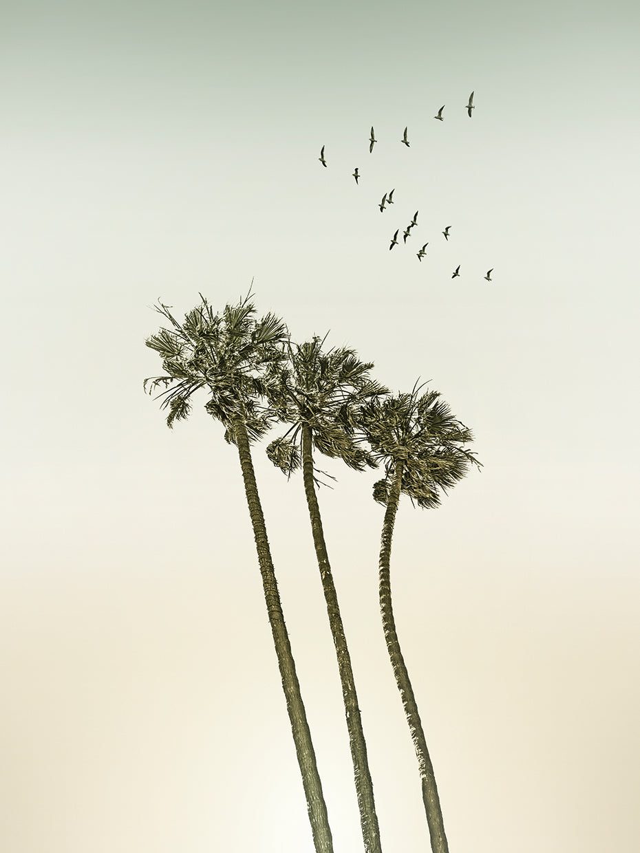 Vintage minimalist palm trees & sunset